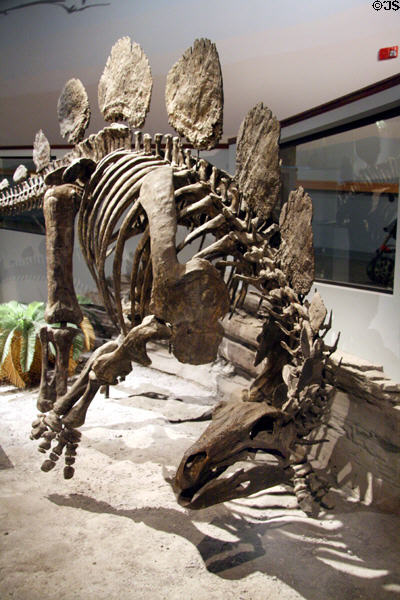 Hesperisaurus differs from other stegosaurs in that back plates are rounded at Museum of Ancient Life. Lehi, UT.