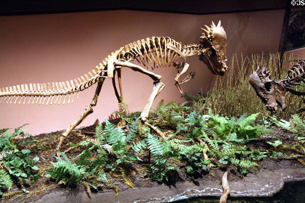Pachycelphalosaurus of Late Cretaceous (70 million years ago) era found in Montana at Museum of Ancient Life. Lehi, UT.