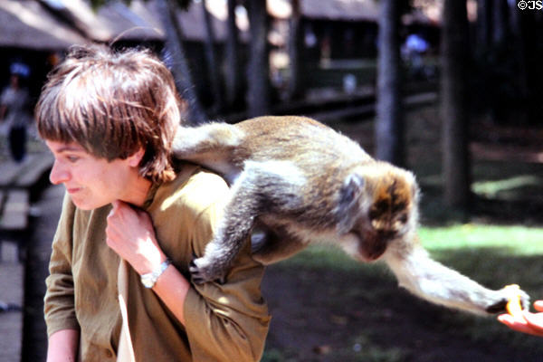Monkey climbs on visitor at Balinese temple. Bali, Indonesia.