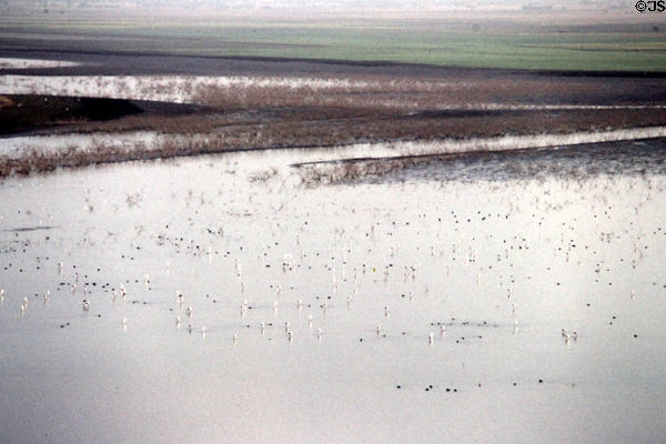 Birdlife on lake at Sardar Sammand. India.