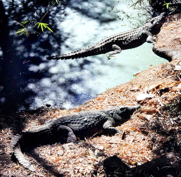 Crocodile farm at Victoria Falls. Zimbabwe.