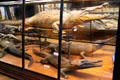 Crocodile collection at Museum of Natural History. Vienna, Austria.