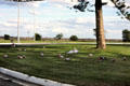 Flock of Galah parrots on median strip in Adelaide are Australian equivalent of Pigeons. Adelaide, Australia.