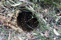 Echidna or spiny anteater native to Australia in wild north of Melbourne. Australia.