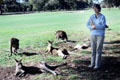 Kangaroos relaxing on golf course in Anglesea. Australia.