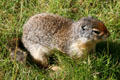 Columbia ground squirrel at Glacier National Park. BC