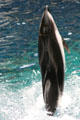 Dolphin standing on tail at Stanley Park Aquarium. Vancouver, BC.