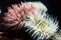 Fish eating anemone at Stanley Park Aquarium. Vancouver, BC.