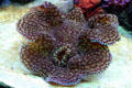 Scaled clam at Stanley Park Aquarium. Vancouver, BC.