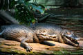 Caimans at Stanley Park Aquarium. Vancouver, BC.