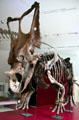Horned dinosaur skeleton cast from Late Cretaceous at Royal Ontario Museum. Toronto, ON.