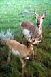 Pronghorn antelope diorama at Royal Saskatchewan Museum. Regina, SK.