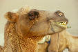 Portrait of a camel in Dunhuang. China.