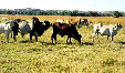 Herd of local variety of cattle near Liberia. Costa Rica.