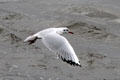 Gull skimming waters of Hamburg harbor. Hamburg, Germany.