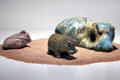 Faience figures of hippos & mouse at Museum Ägyptischer Kunst. Munich, Germany.