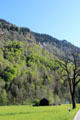 Steep wooded hillside near Linderhof Castle. Ettal, Germany.