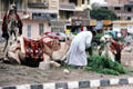 Camels with fodder in Giza. Egypt.
