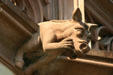 Horse gargoyle on Cathedral. Strasbourg, France.