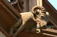 Ram gargoyle on Cathedral. Strasbourg, France.