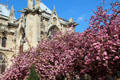 Flowering trees along Notre Dame Cathedral. Paris, France.