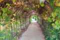 Grape arbor in garden at Marie Antoinette farm. Versailles, France.