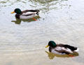 Mallards at Marie Antoinette farm. Versailles, France.