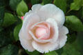 Rose in gardens at Chaumont-Sur-Loire. France.