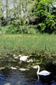 Swans swimming at Irish National Stud. Kildare, Ireland.