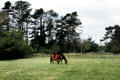 Mare & foul at Irish National Stud. Kildare, Ireland.