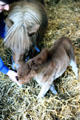 Miniature horses at Irish National Stud. Kildare, Ireland.