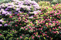 Gardens at Muckross House, near Killarney. Ireland.