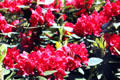 Rhododendrons at Muckross House, Killarney. Ireland.