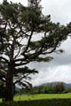 Muckross House grounds framed by branches of a large tree in Killarney National Park. Killarney, Ireland.