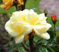 Rose at Muckross House in Killarney National Park. Killarney, Ireland.