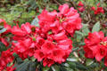 Flowering plant in Spring garden at Muckross House in Killarney National Park. Killarney, Ireland.