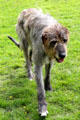 Irish wolfhound at Muckross Traditional Farms in Killarney National Park. Killarney, Ireland