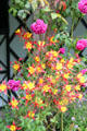 Flowers at Swiss Cottage. Cahir, Ireland.