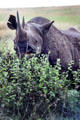Black rhinoceros or hook-lipped rhinoceros eating a bush in Nairobi National Park. Kenya.