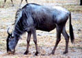 Gnu in Amboseli Park. Kenya.