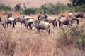 Gnus in Amboseli Park. Kenya.