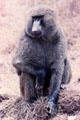 Baboon in Nairobi National Park. Kenya.