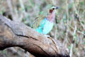 Lilac-breasted roller on a branch in Samburu National Reserve. Kenya