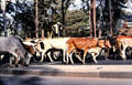 Masai leading cattle through streets of Nairobi. Kenya.