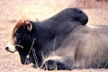 Local variety of cow in field north of Nairobi. Kenya.
