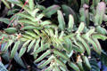 Karen Blixen cultivated many exotic plants at her home, now a museum. Kenya