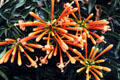 National Museum maintains luxurious gardens started by Danish author Karen Blixen. Kenya