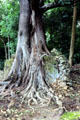 Gedi ruins overgrown by a tree in Gedi National Park. Kenya.