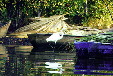 Great egret among boats docked at Manialtepec. Mexico.