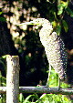 Tiger heron sitting on a fence in Manialtepec. Mexico.